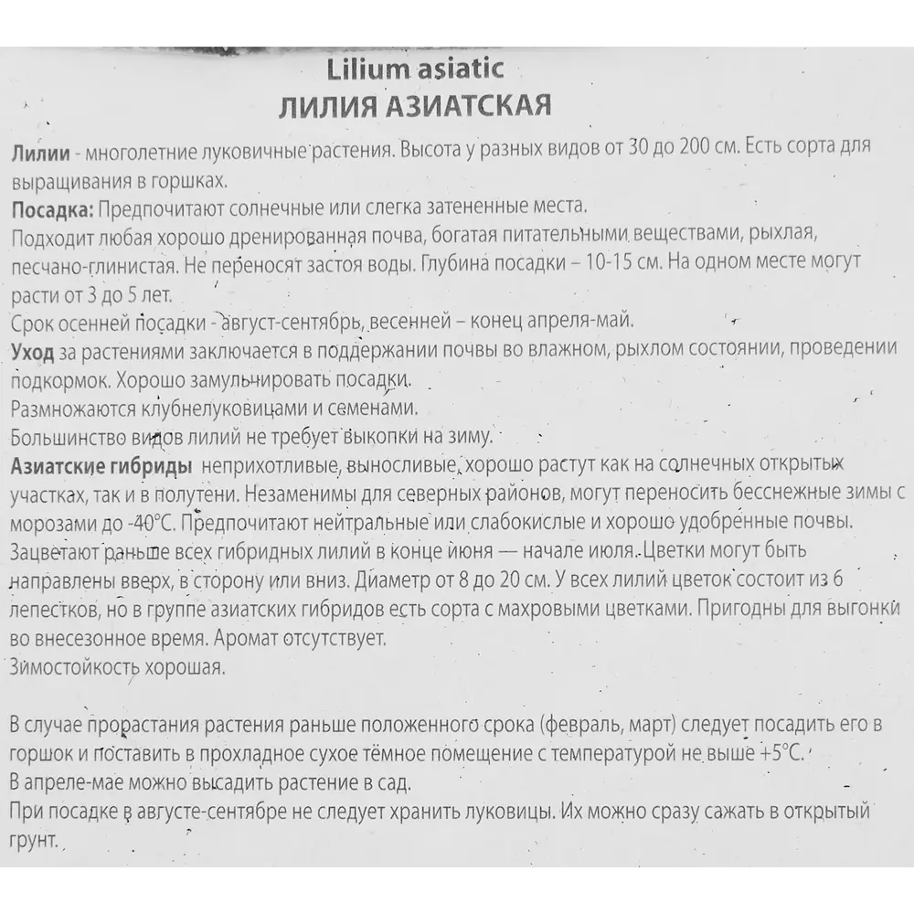 Лилия азиатская Найт Флайер 85186028 STLM-2209601 ПОИСК  - Вид №2