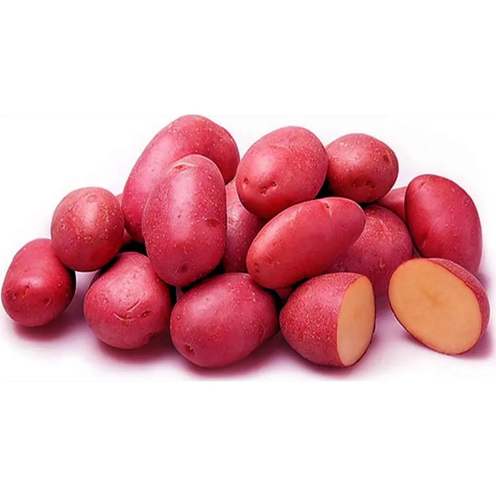 Картофель семенной Ред Скарлет элита 2 кг Santreyd STLM-2077223 - Вид №2