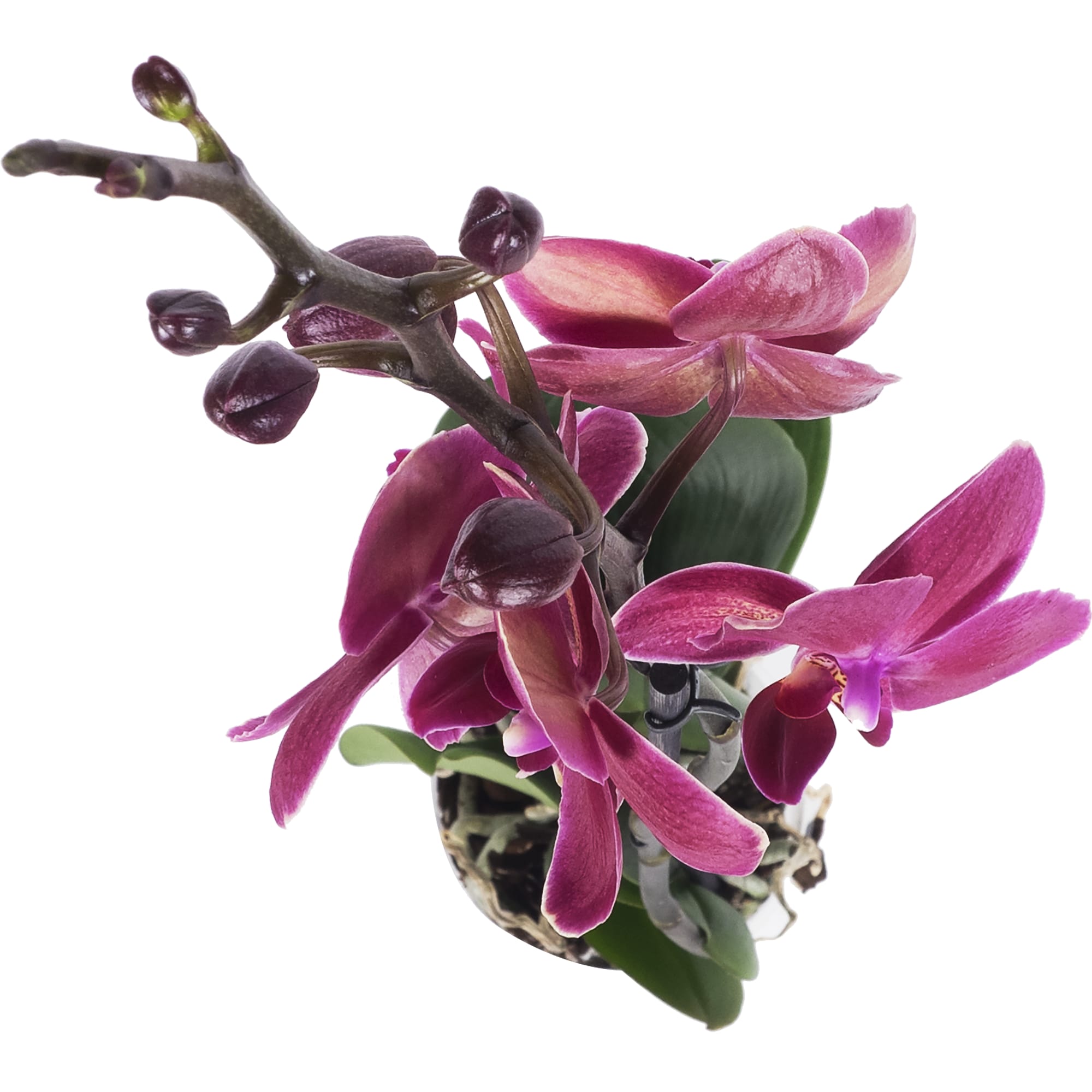 13974277 Орхидея Фаленопсис Экстра микс 1 стебель ø12 h55 - 70 см Santreyd  - Вид №4