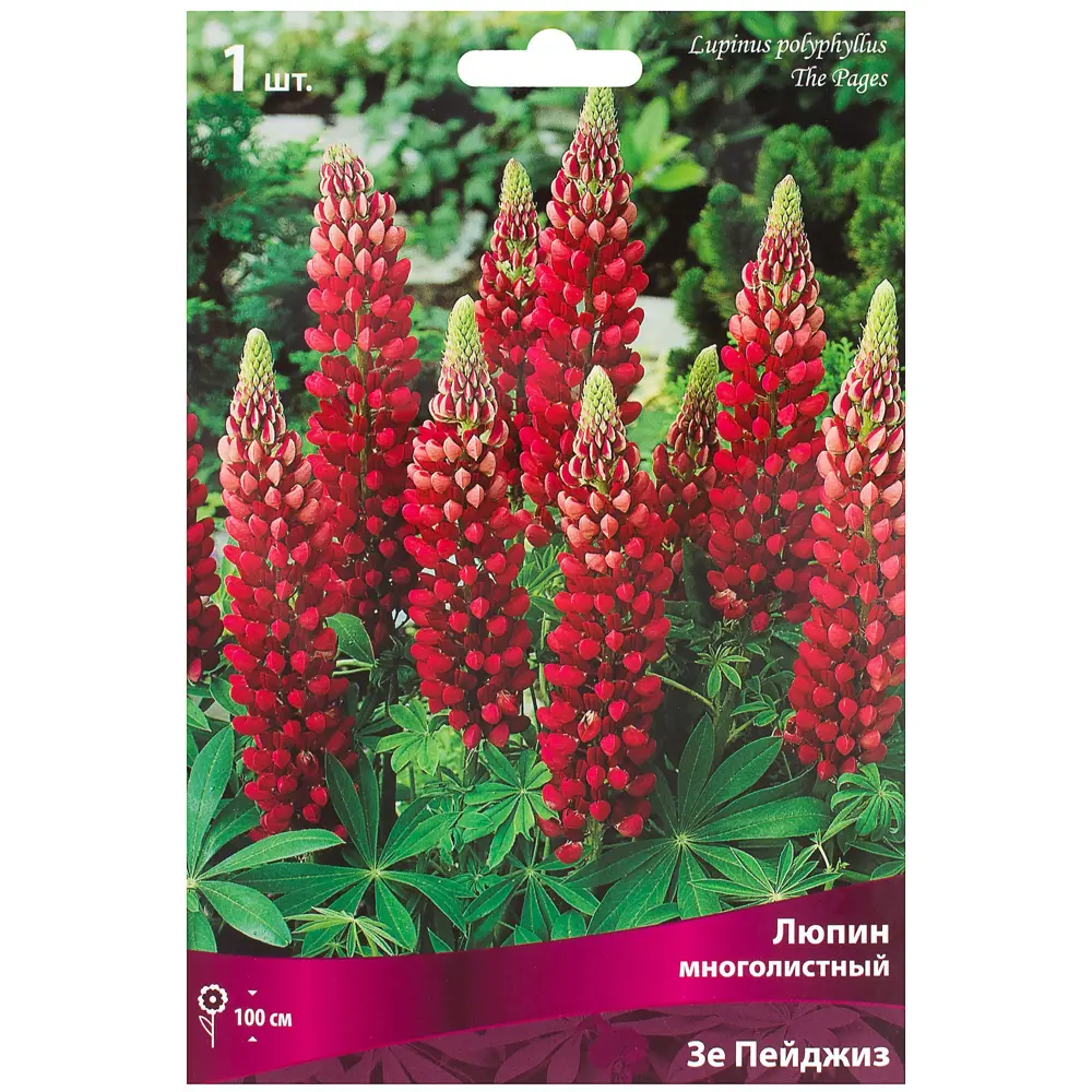 Люпин «Зе Пейджиз» многолетний Santreyd STLM-2011831