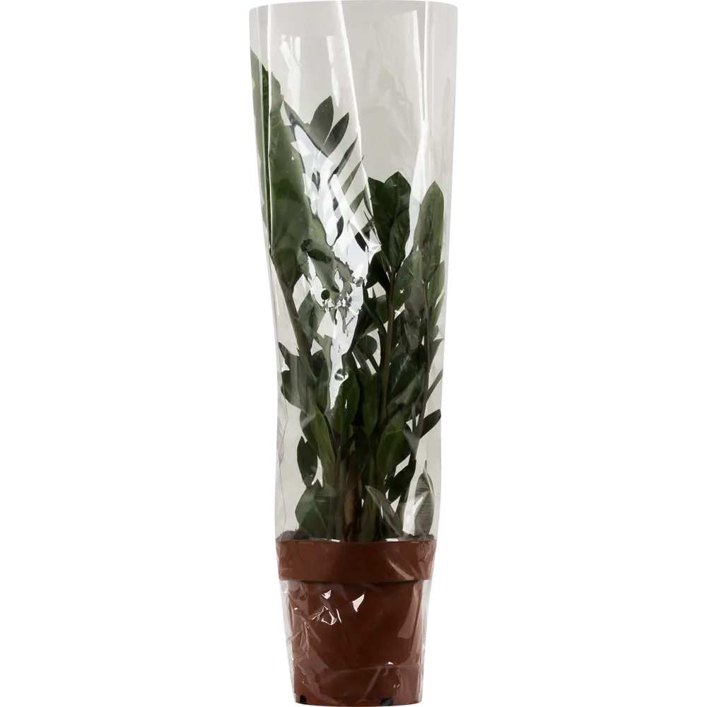 Santreyd Замиокулькас - экзотическое растение Мадагаскара с глянцевыми листьями 14031078 STLM-0004201 - Вид №1