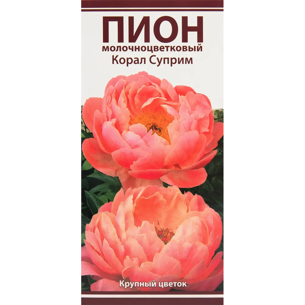 Пионы травянистые Корал Суприм 82530285 STLM-2172290 Santreyd 