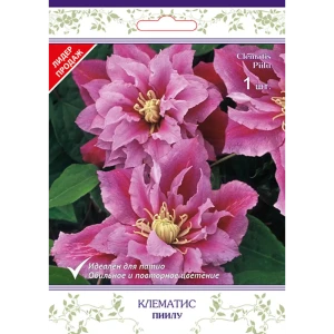 Клематис крупноцветковый Пиилу h15 см 83431378 STLM-2151976