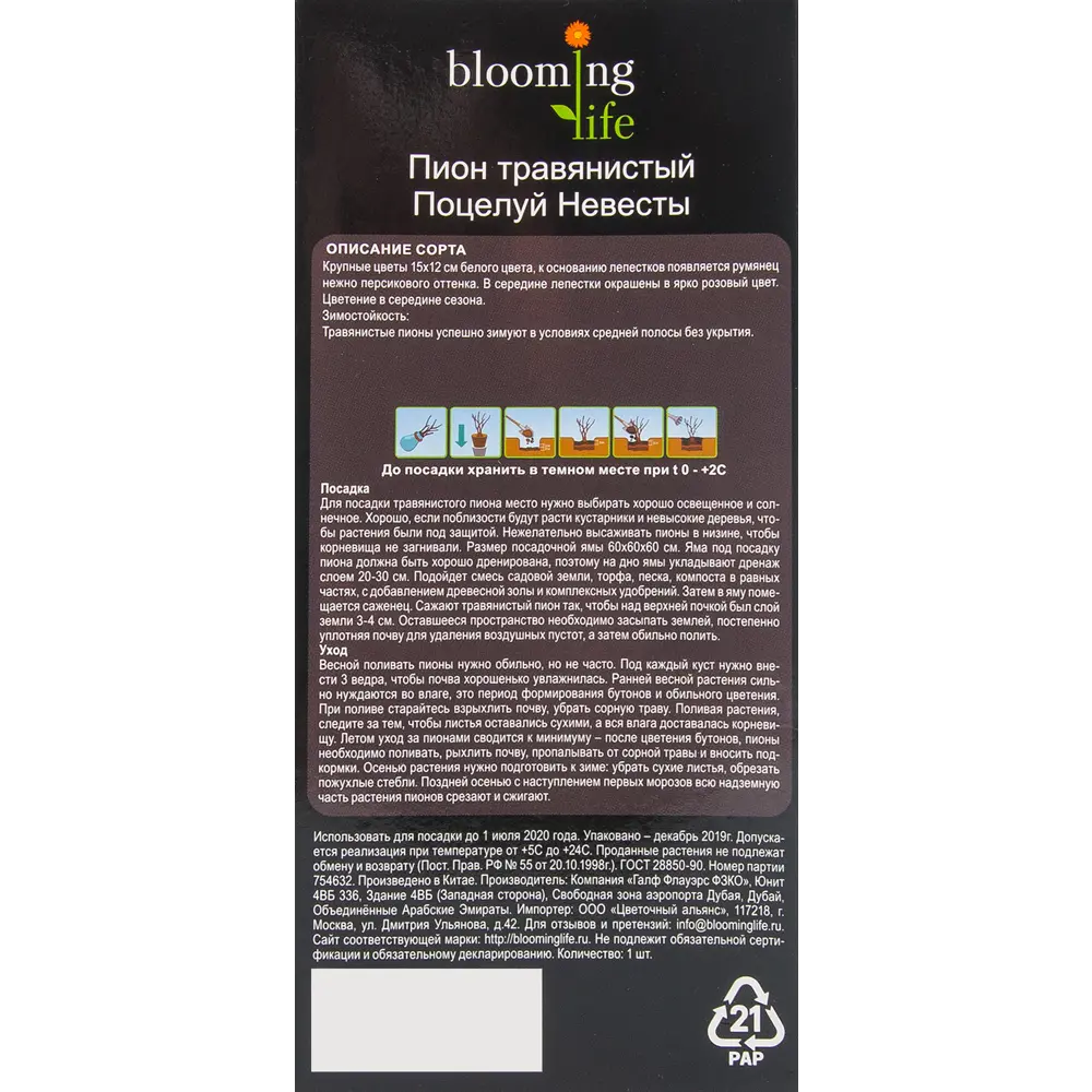 Пион травянистый Поцелуй невесты в тубе 82539509 STLM-2189530 BLOOMING LIFE  - Вид №2