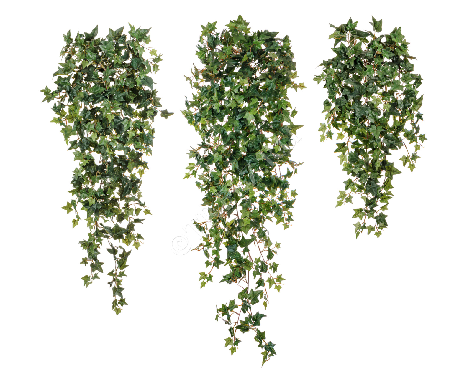 20.1135N Английский плющ Новый Цветочная коллекция 