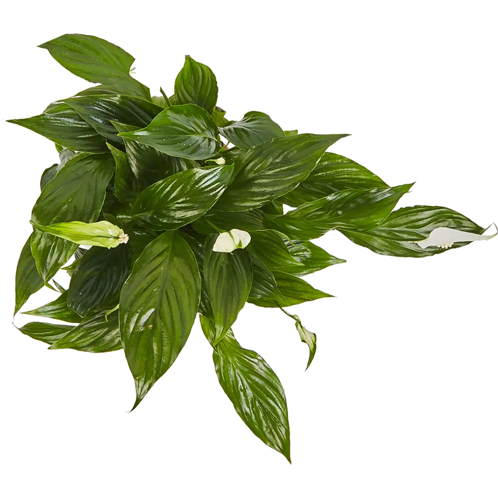 Спатифиллум Шопен Santreyd - элегантное комнатное растение с ароматным цветением 82579841 STLM-0030538 - Вид №1