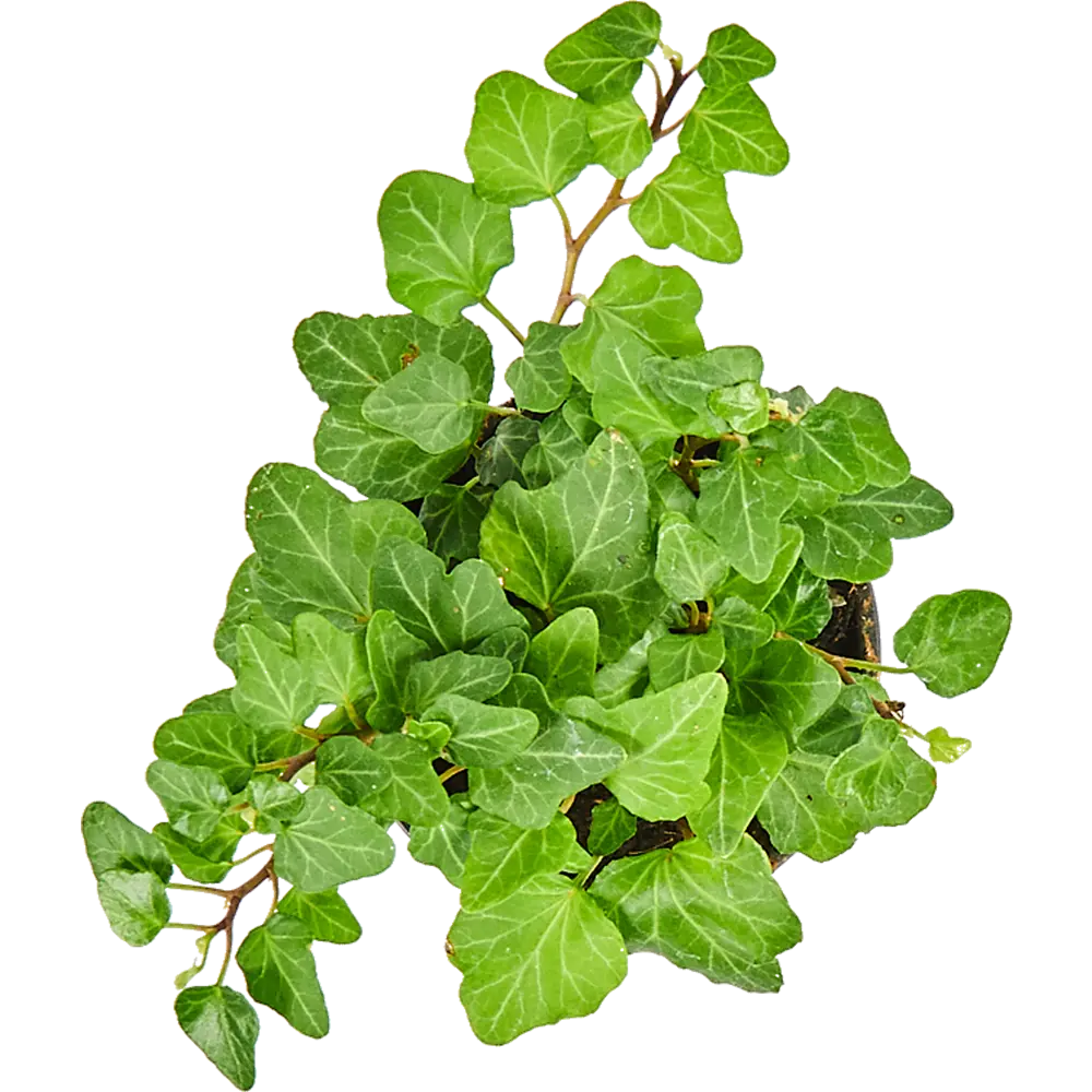 Хедера хеликс микс d9 h20 82578744 STLM-2185646 Santreyd  - Вид №1