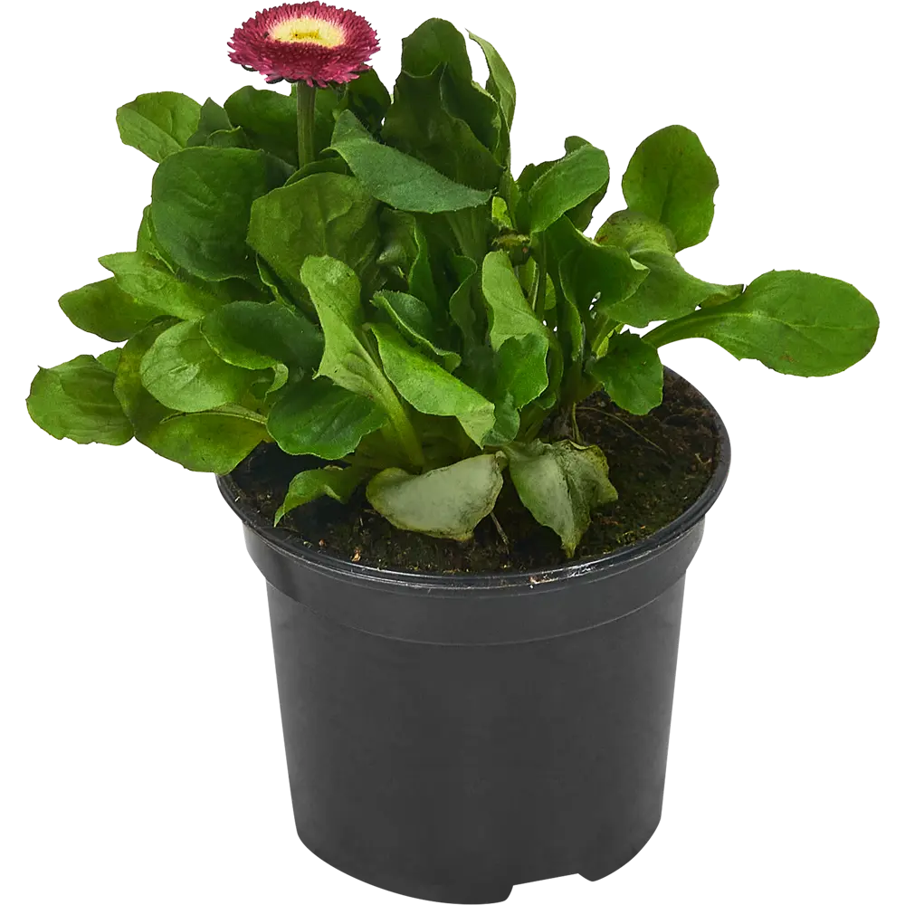 Маргаритка Santreyd микс — многолетняя рассада для яркого сада 84506841 STLM-0961117