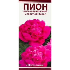 Пион молочноцветковый «Себастьян Маас», размер луковицы I 82319610 STLM-2030826