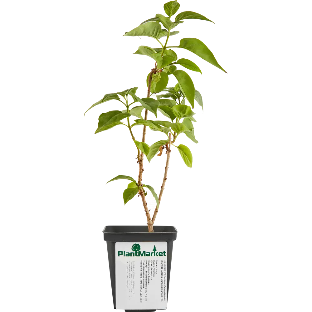 Сирень Маршал Ланн ø9 h15 см 84828992 STLM-2126267 PLANTMARKET  - Вид №1
