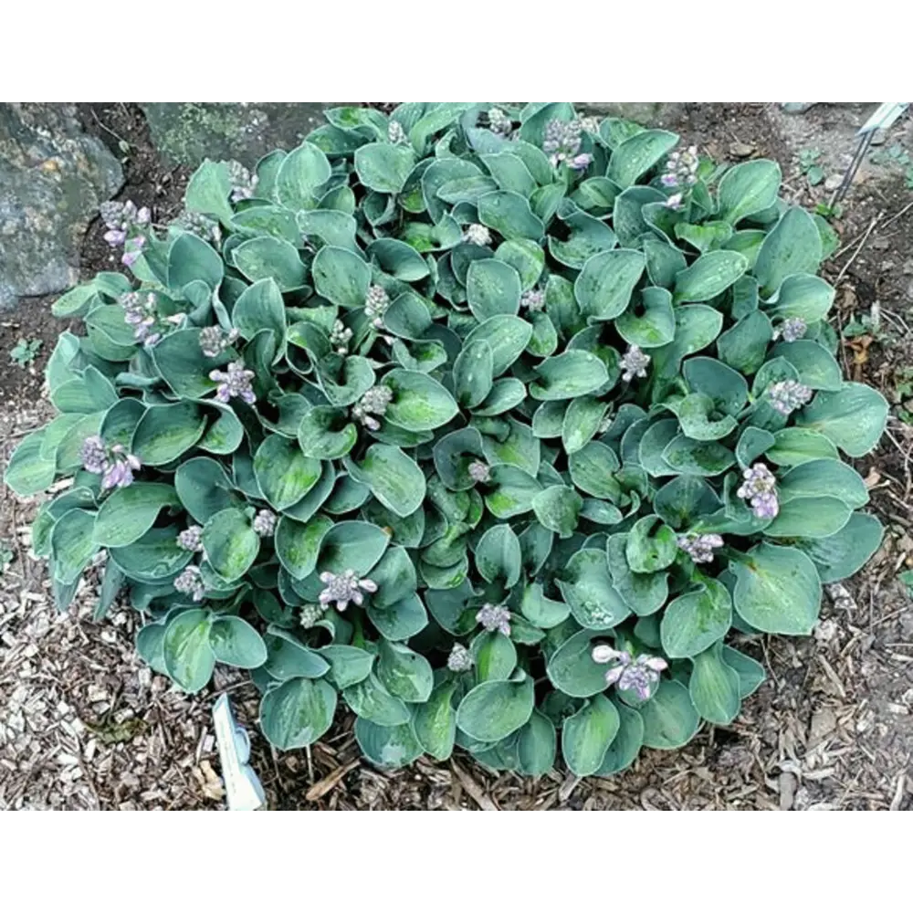 Хоста Блю Маус Ирс луковицы 1 Santreyd STLM-2095407