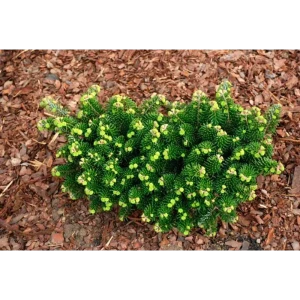 Пихта корейская Бриллиант - компактное хвойное растение для сада 89363865