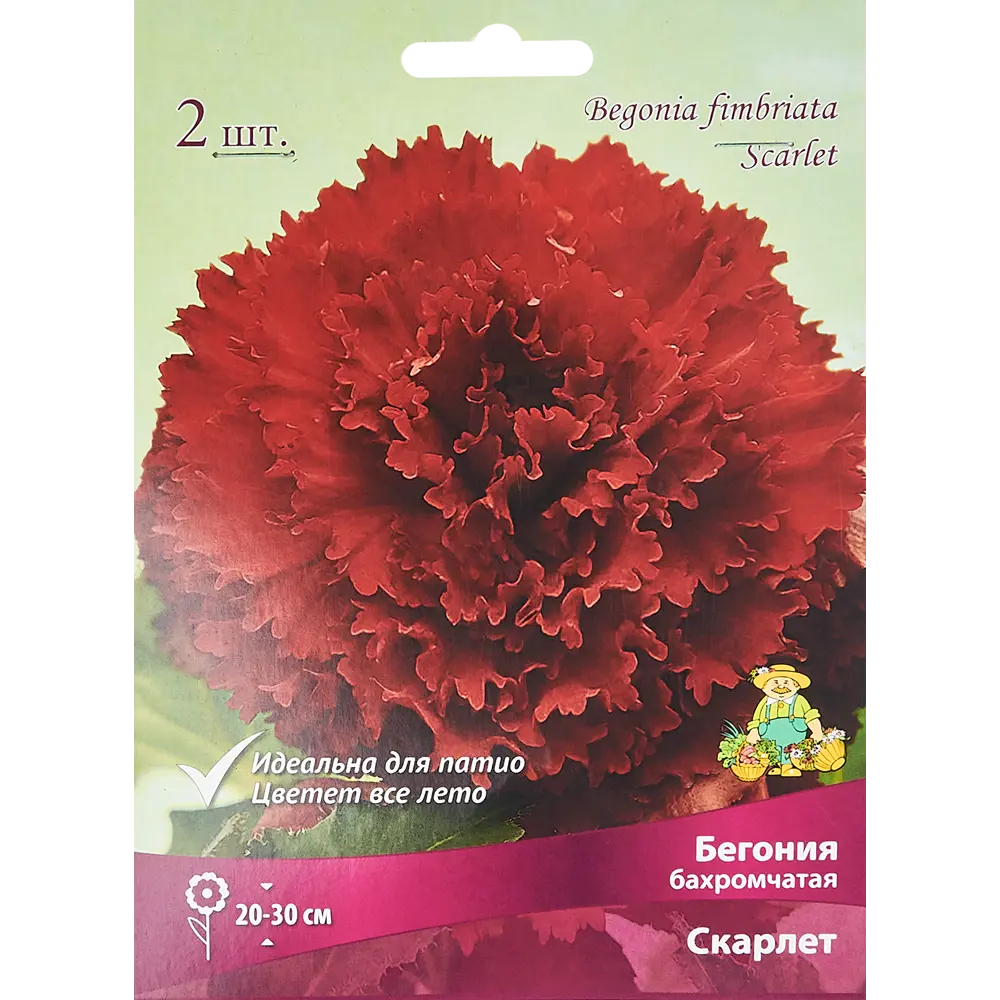 Бегония бахромчатая Скарлет, 2 шт ПОИСК STLM-2195891