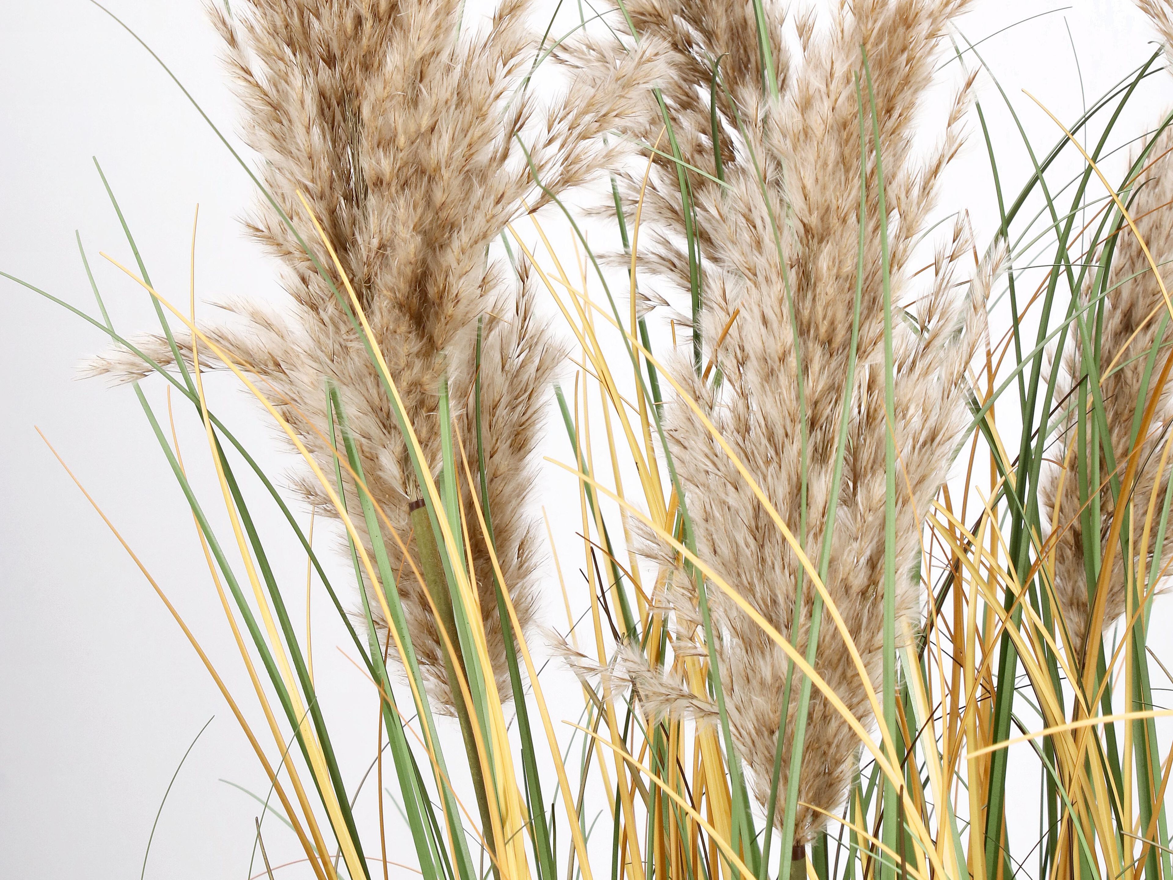 Искусственное растение BIZZOTTO GYNERIUM PAMPAS H120 ARCH-00028959 - Вид №1