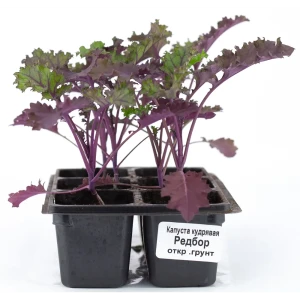 Капуста кудрявая Кейл h15 см