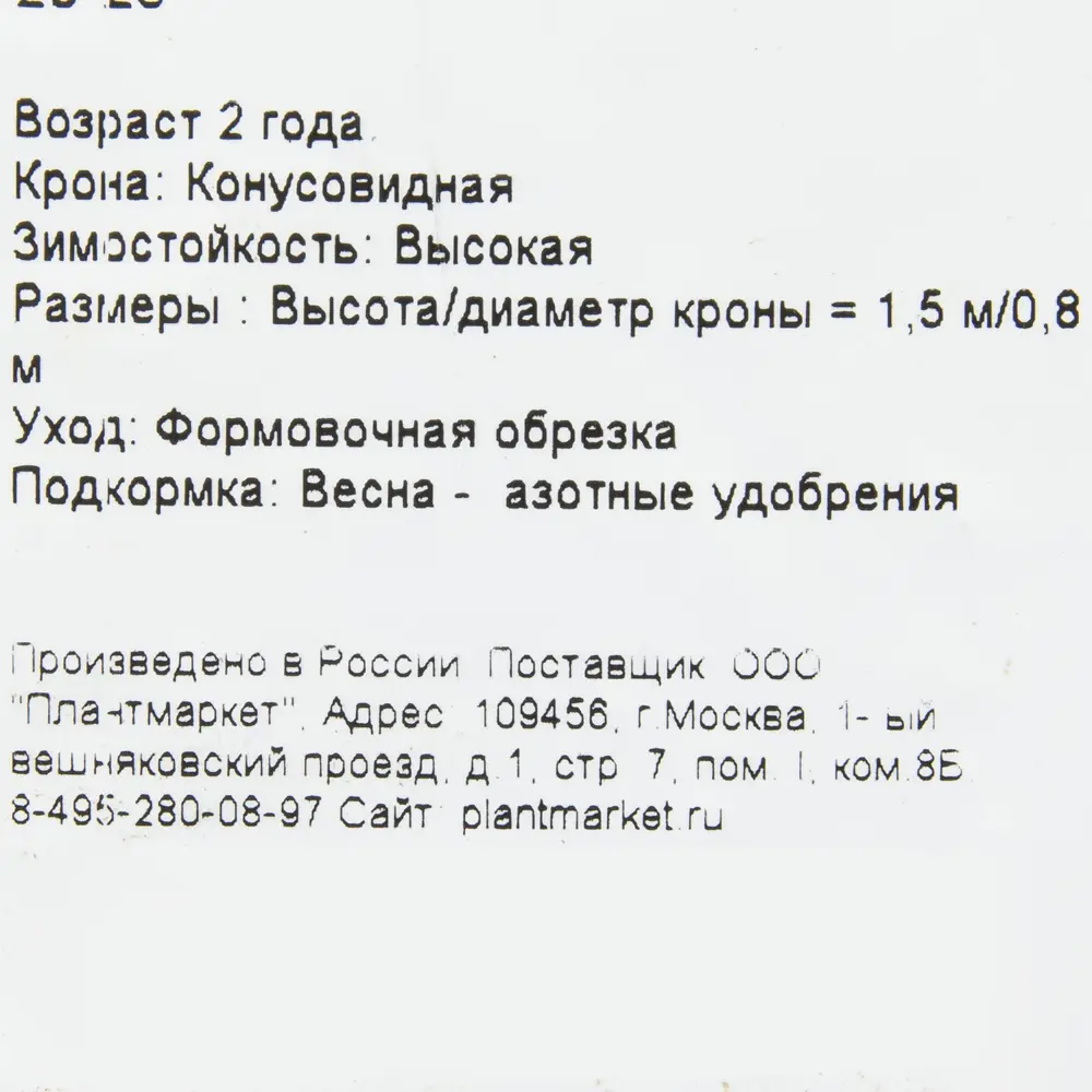 Туя западная «Рейнголд» C2 20-25 см 82174070 STLM-2138725 PLANTMARKET  - Вид №1