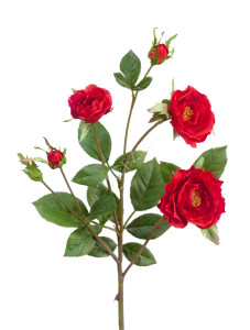 30.0613111RD Роза Вайлд ветвь красная Цветочная коллекция