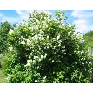 Чубушник венечный ø17 h40 - 60 см 87691081 STLM-2027418