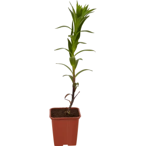 Лилия микс 11x25 см 82677073 STLM-2068064