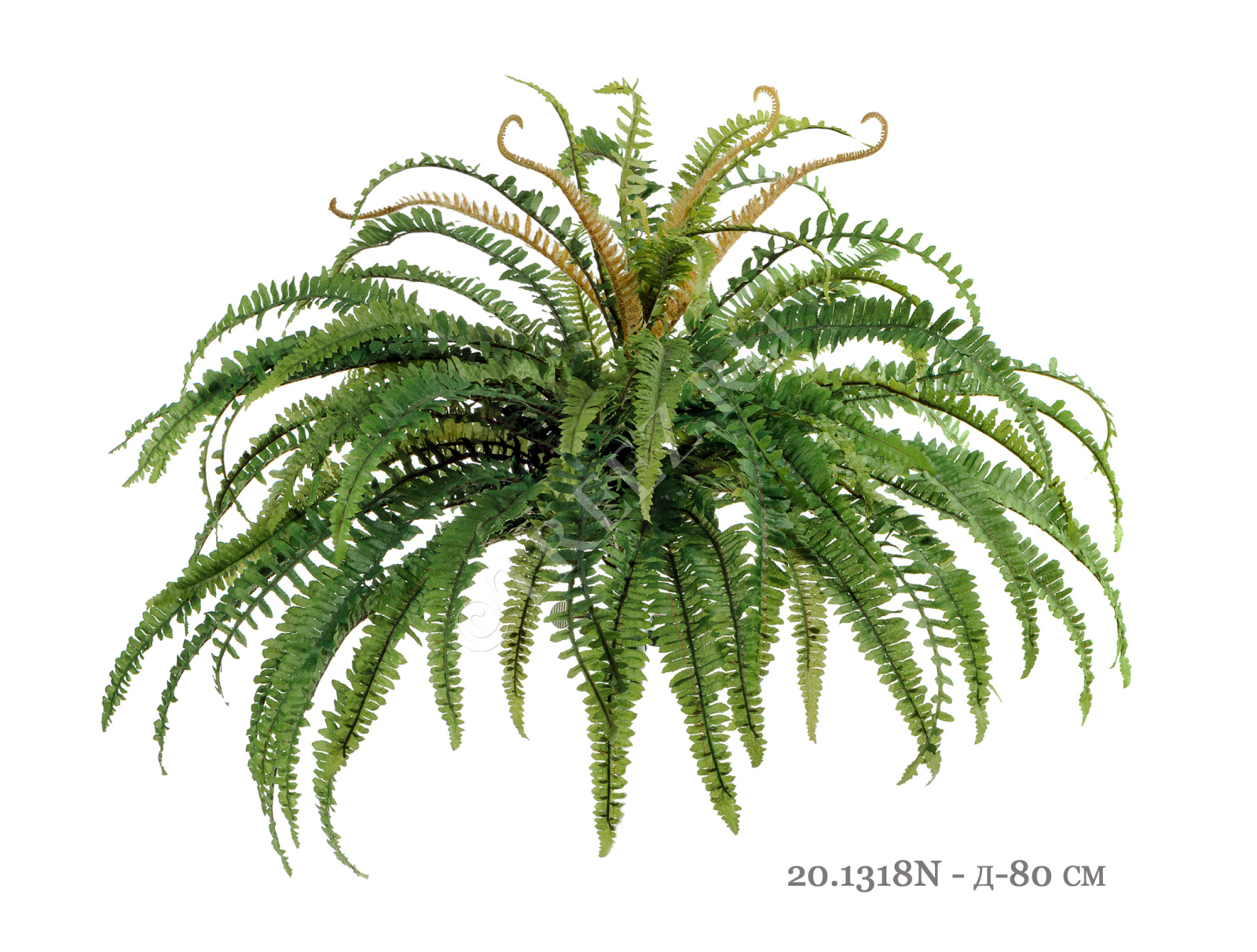 20.1317N Папоротник лесной Цветочная коллекция  - Вид №1