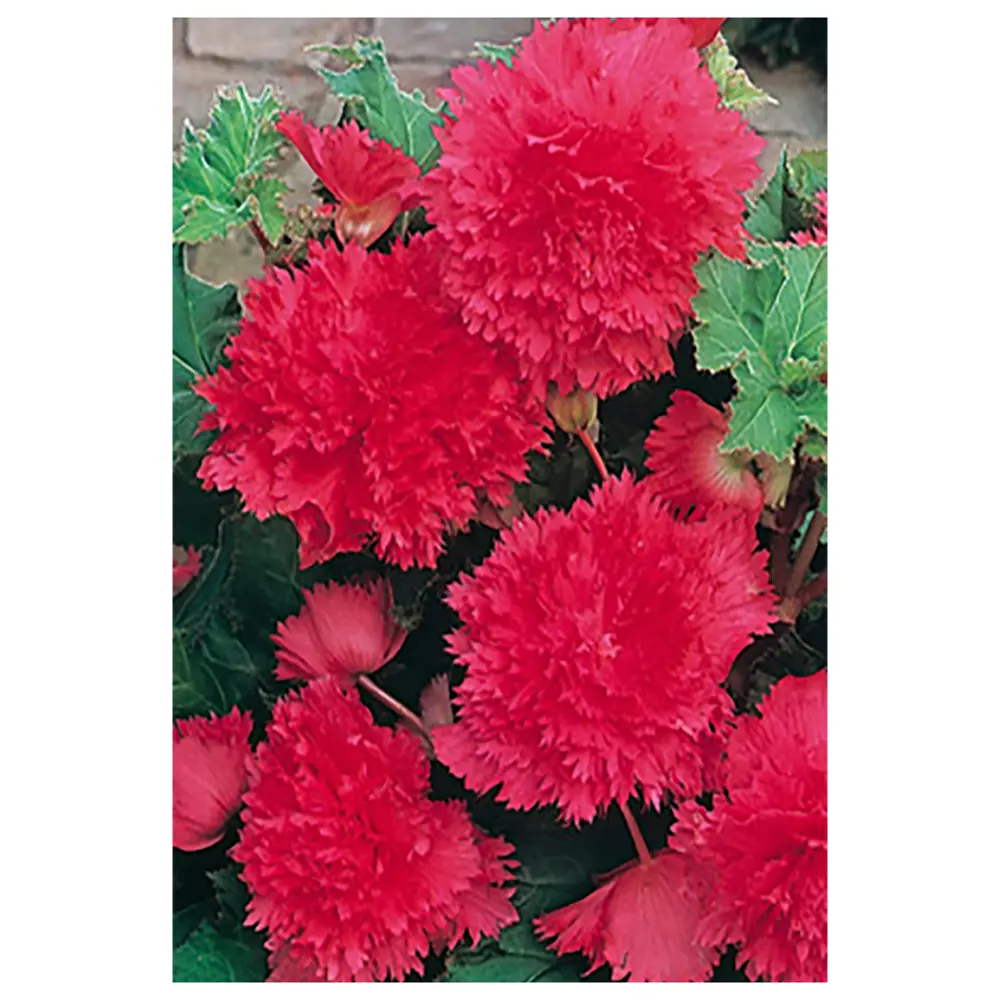 Бегония «fimbriata Pink», 4х5 см GEOLIA STLM-2055209