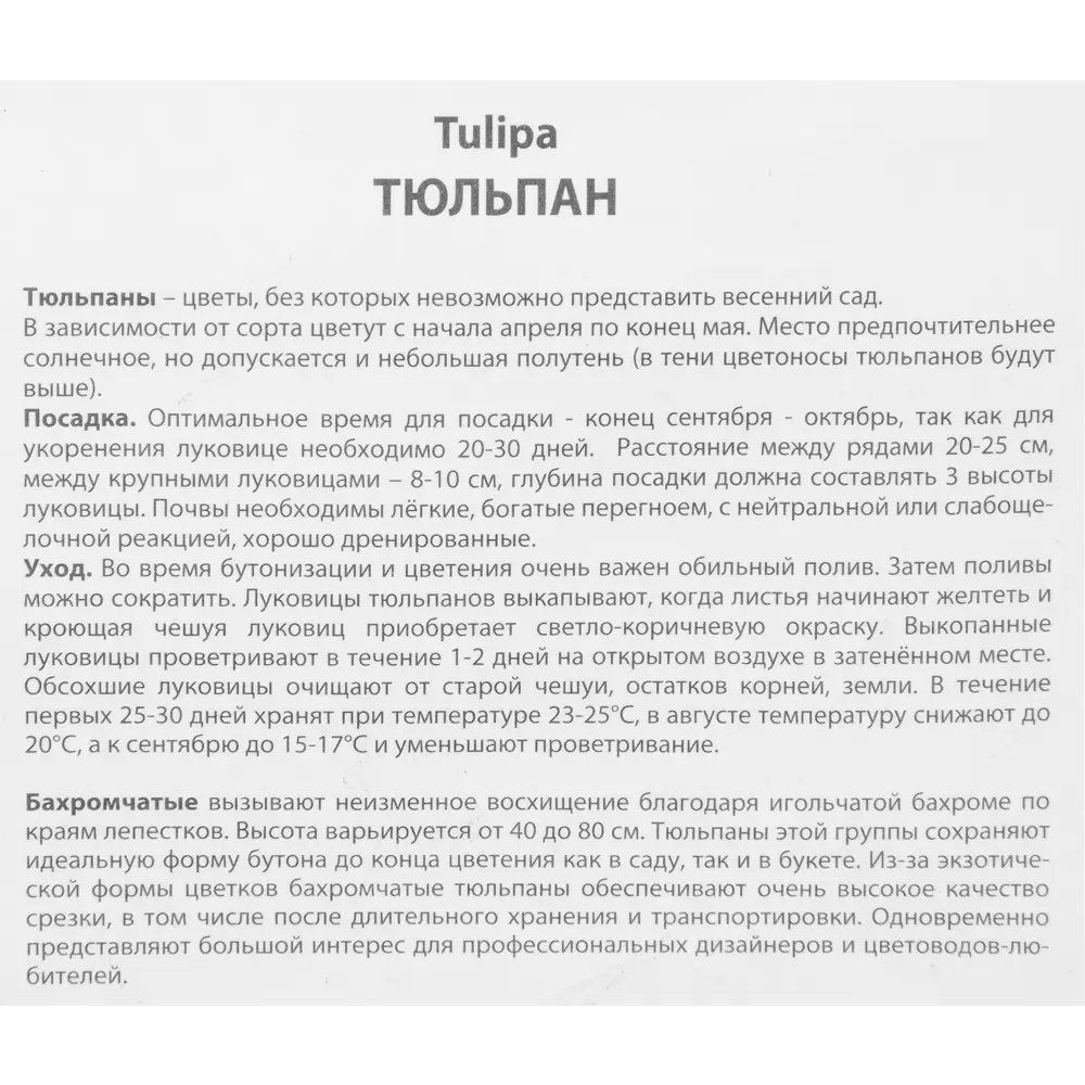 Тюльпан бахроматчый Валерий Гергие, 5 шт 85205607 STLM-2035528 ПОИСК  - Вид №2