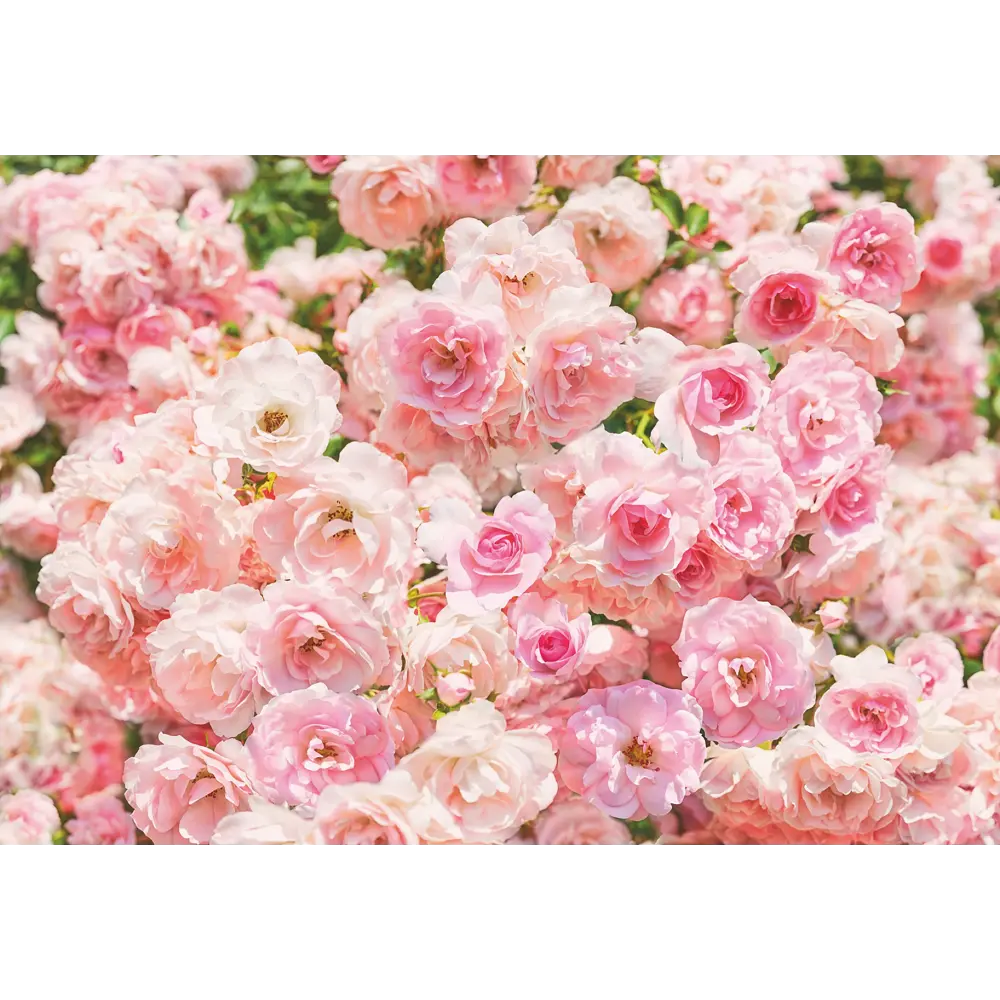 Фотообои бумажные, 368х254 см, Розы Komar STLM-2110156