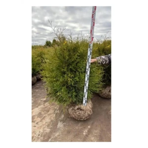 Туя западная Брабант ø41 h120 - 140 см 89453717 STLM-2188342