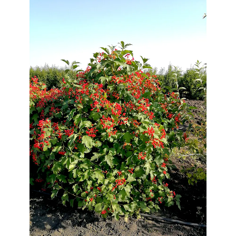 Калина обыкновенная ø19 h40 - 60 см PLANTMARKET STLM-2112632