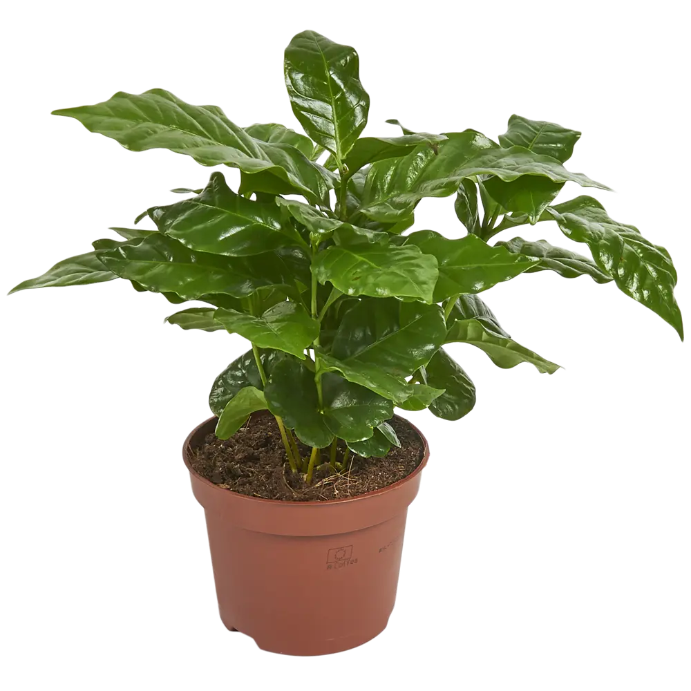 Кофейное дерево аравийское 12x25 см Santreyd STLM-2056599