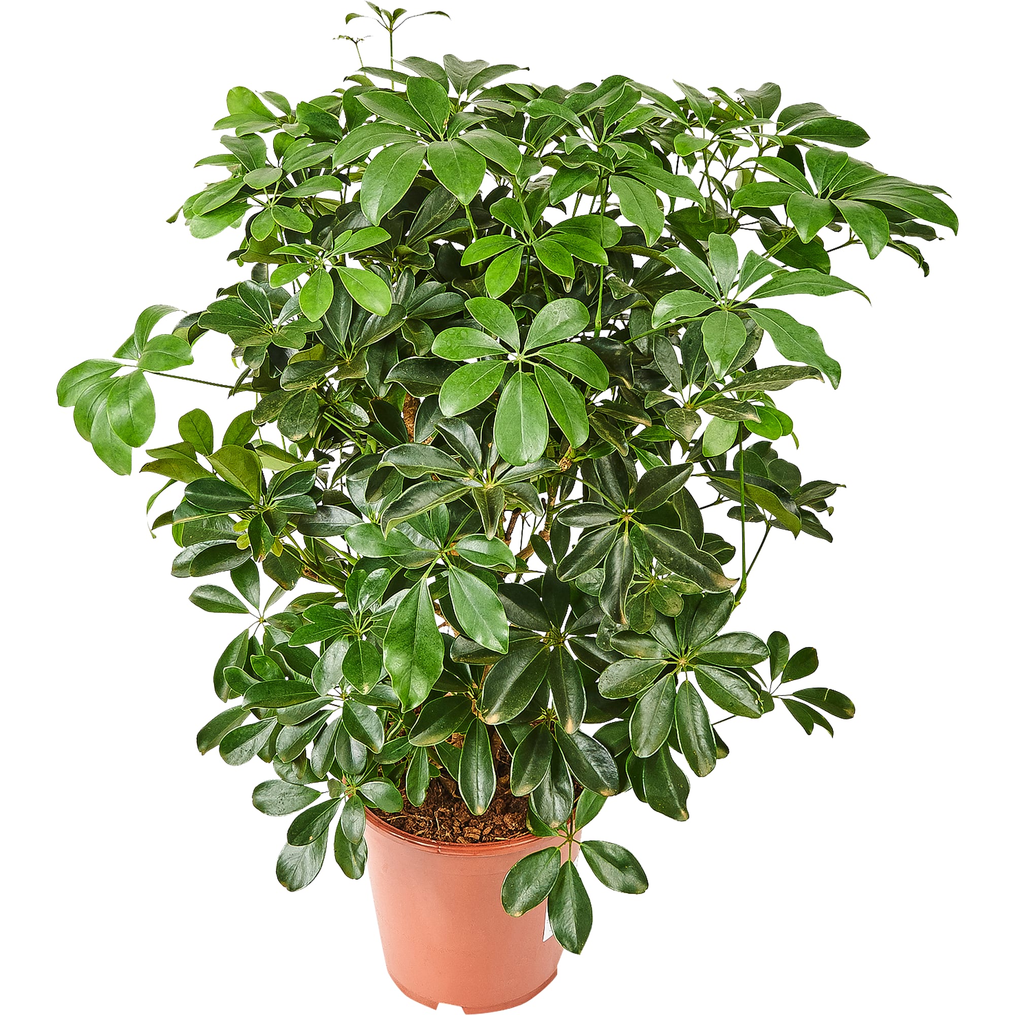 82892078 Шеффлера Компакта 24x100 см Santreyd 