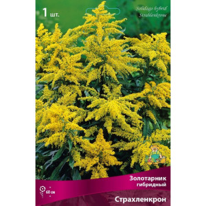 Золотарник гибридный Страхленкрон луковица I