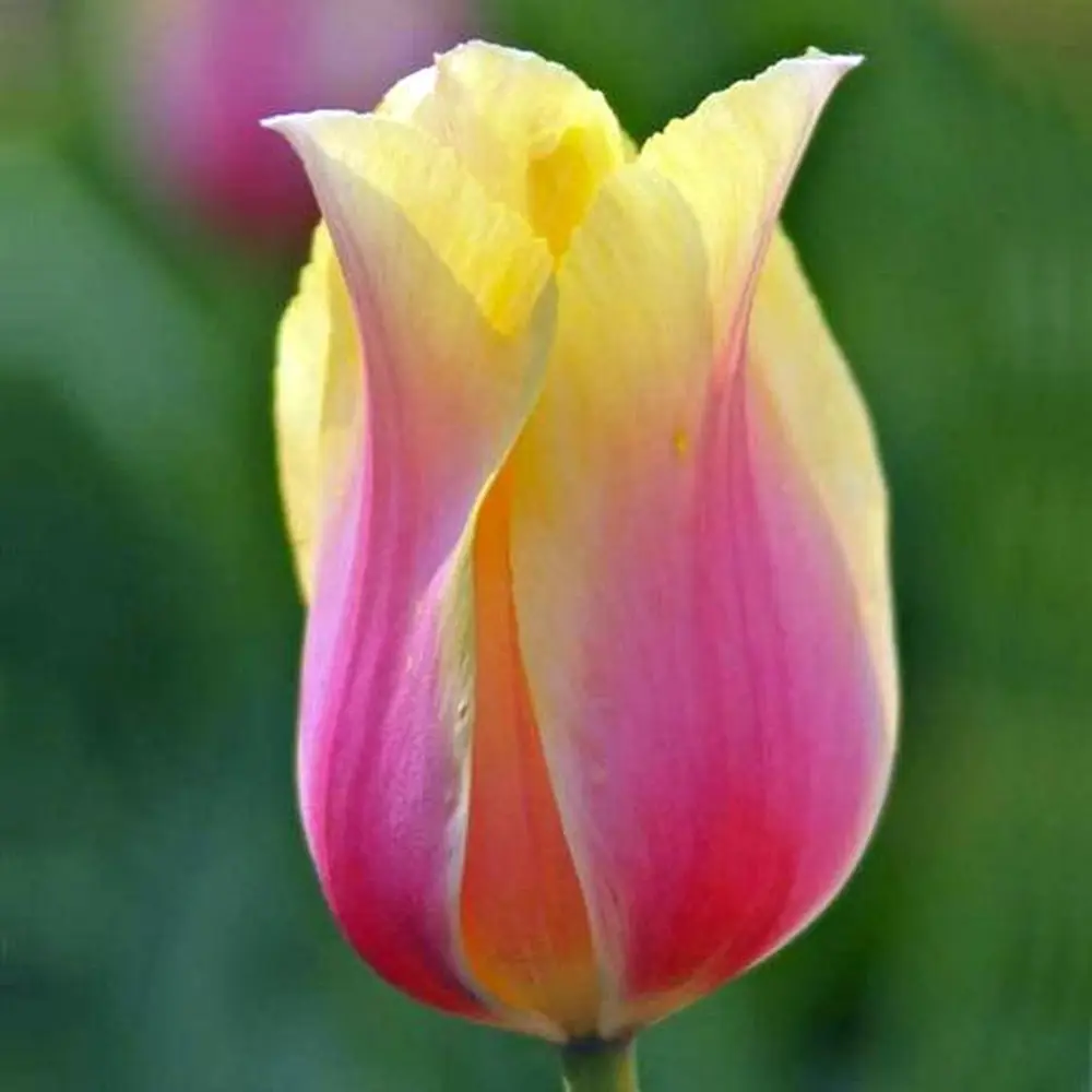 Тюльпан Blushing Lady GEOLIA 11/12 6/36 STLM-2138662