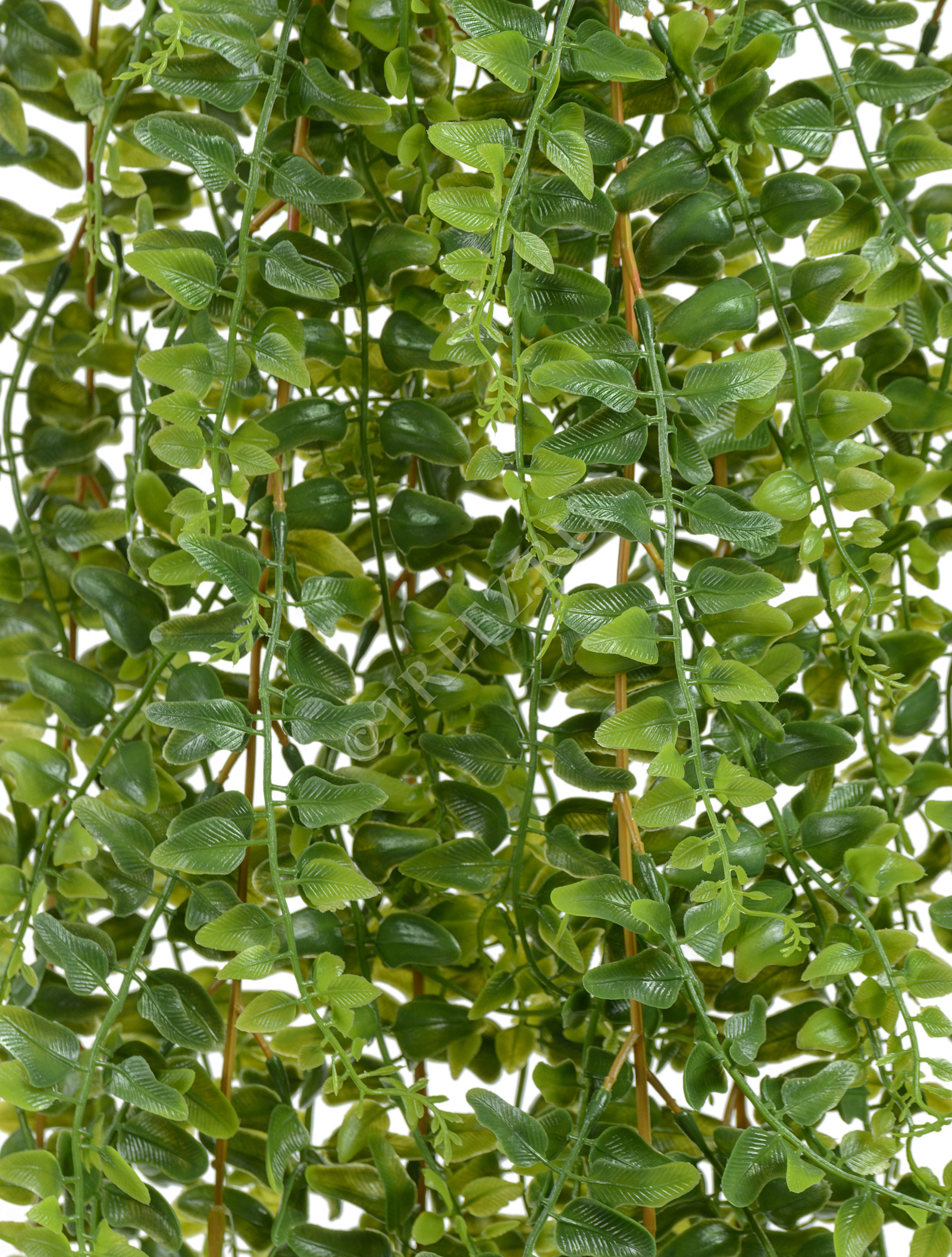 20.1412N Папоротник Лесной ампельный Цветочная коллекция  - Вид №1