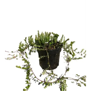 Клюква Стивенс Santreyd - американский сорт с крупными ягодами 89386851