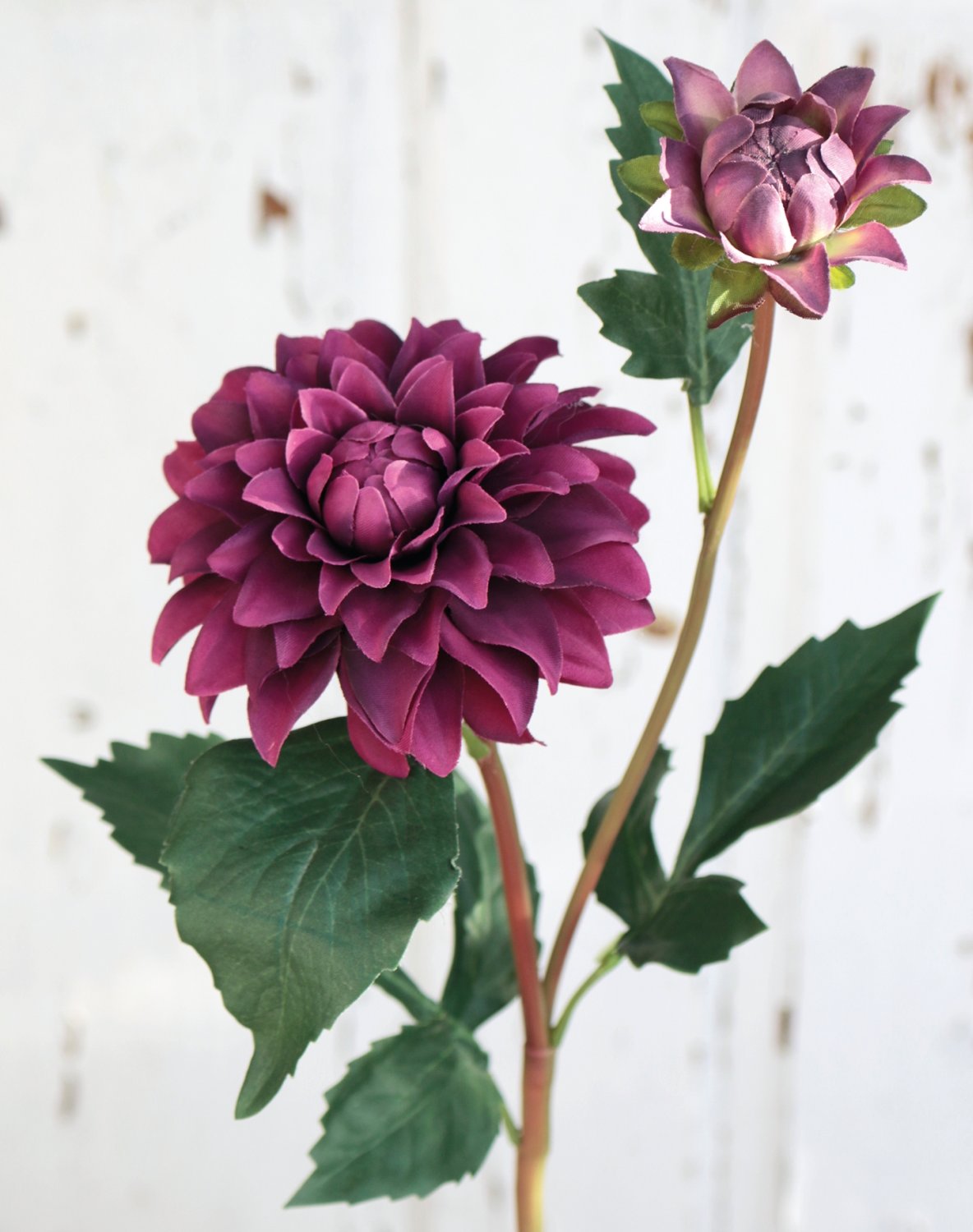 2451 490 a3 Шелковый георгин, 56 см, красно-черный H-andreas  - Вид №1