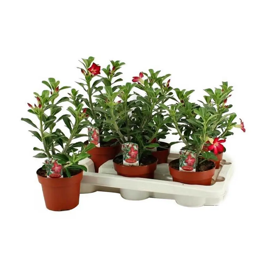Адениум Анук 14x35 см 82877377 STLM-2094810 Santreyd 