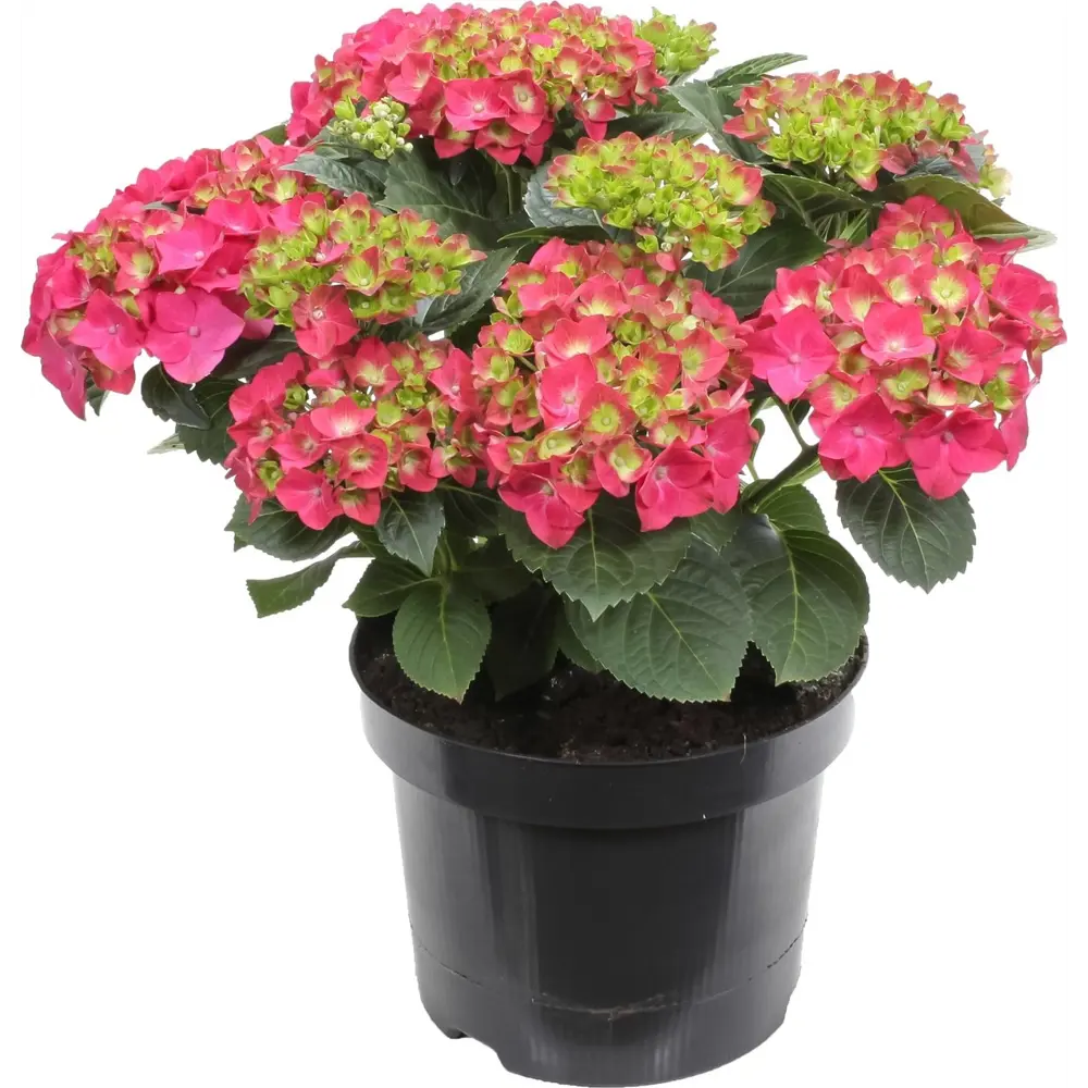 Гортензия крупнолистовая 19x20 см 82704094 STLM-2051114 Santreyd 
