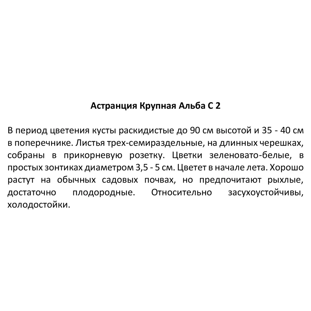 Астранция крупная Альба ø17 h30 см 85324922 STLM-2009999 Santreyd  - Вид №2