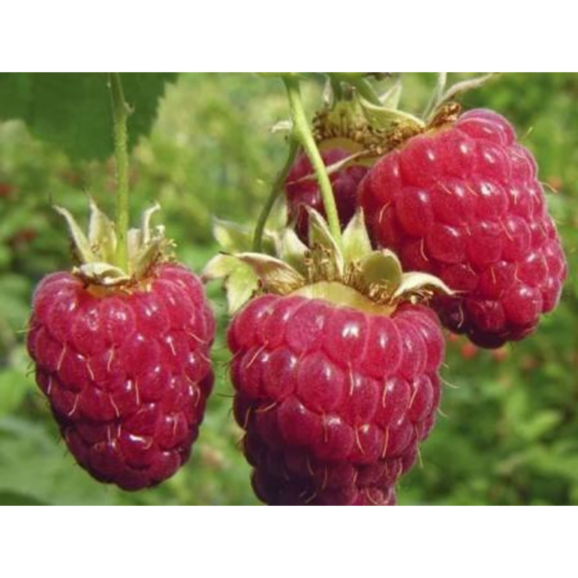 82597106 Малина «Геракл» C2 высота 40 см Santreyd  - Вид №2