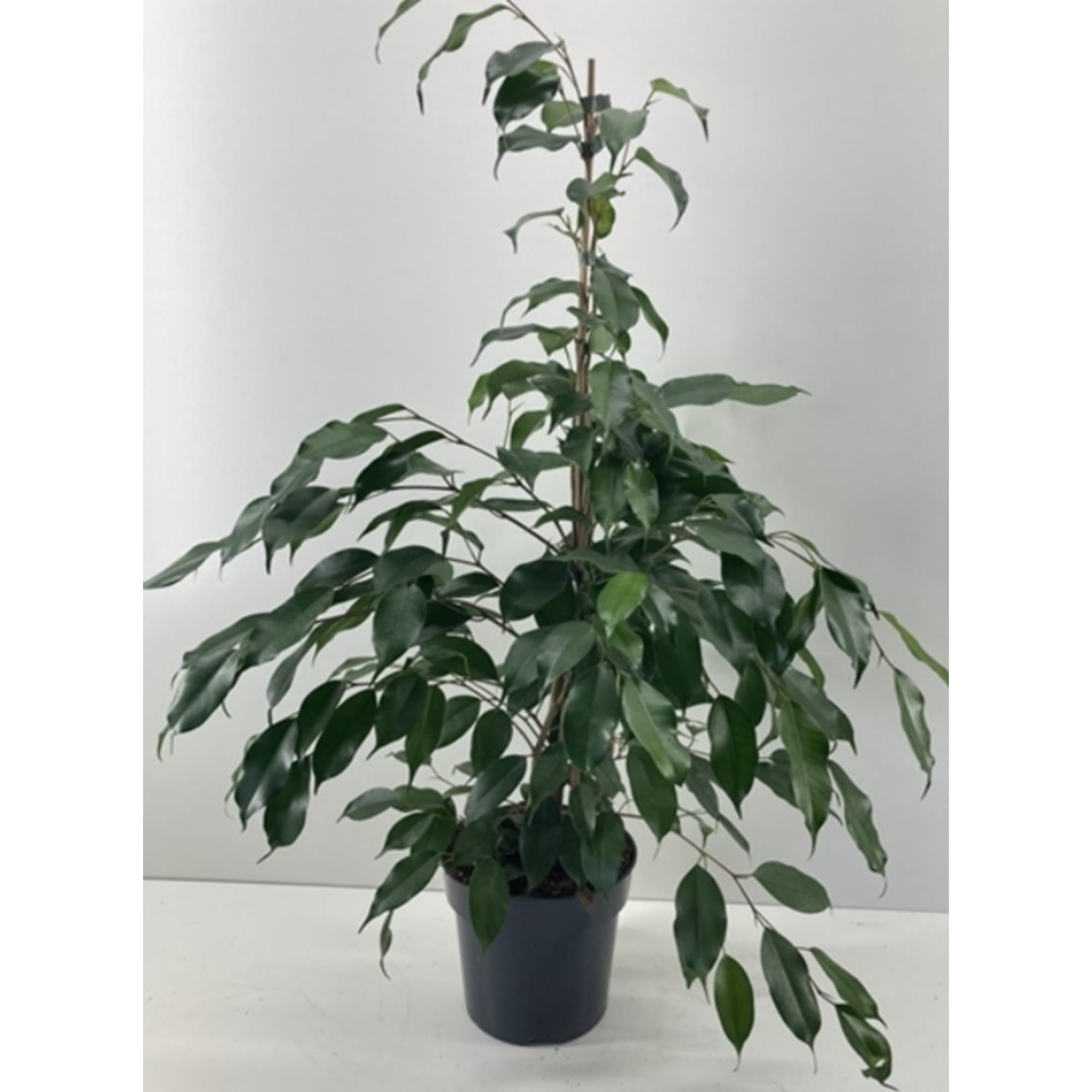 84450701 Фикус Экзотика микс ø17 h75 см Santreyd 