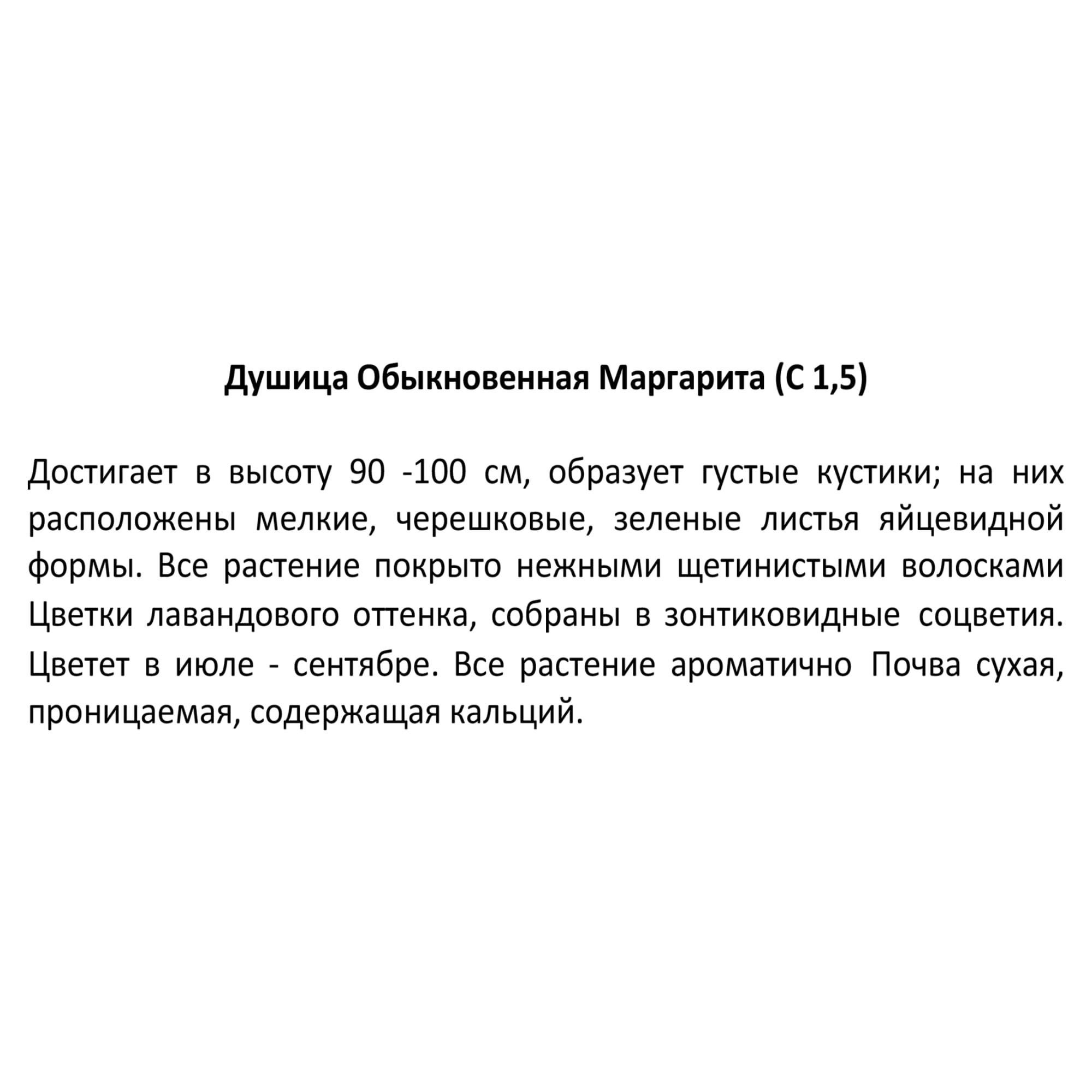 85326931 Душица обыкновенная Маргарита ø15 h20 см Santreyd  - Вид №1