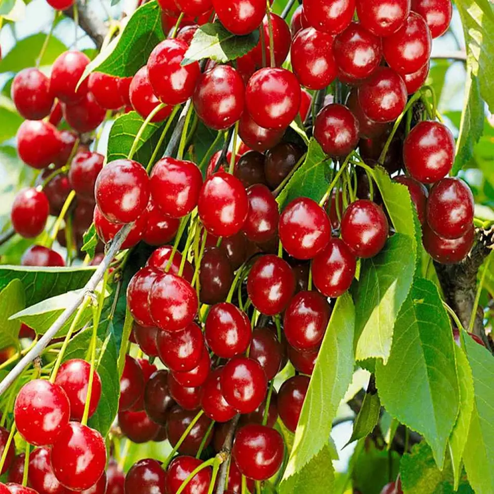 Вишня Любская пакет PLANTMARKET STLM-2056621