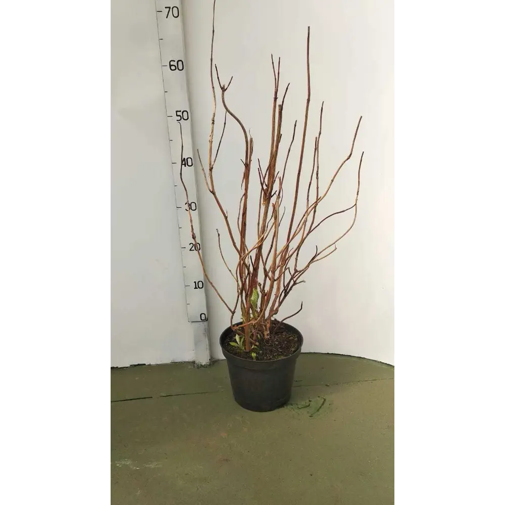Гортензия древовидная «Анабель» С3/40-60 81969321 STLM-2182748 PLANTMARKET 