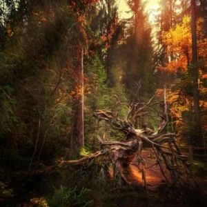 WP01150 Фотообои Verol Фотообои decoline 1х1 м