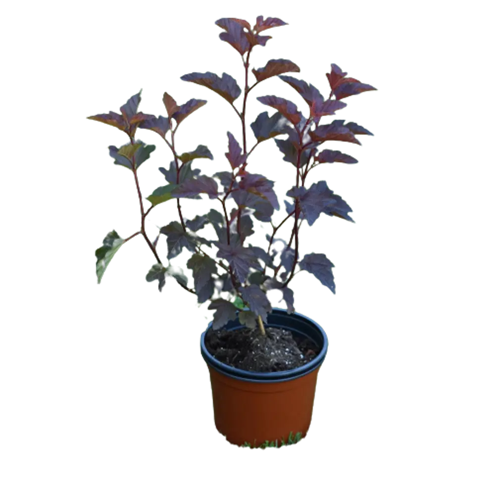 Пузыреплодник калинолистный Ред Барон ø9 h15 см PLANTMARKET STLM-2078266