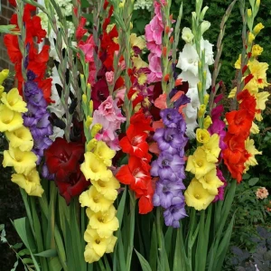 Гладиолус Mixed 10/12 (8) Geolia