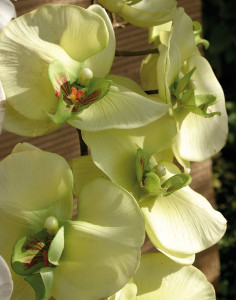 2581 788 a3 Искусственная орхидея Phalaenopsis, 103 см, real touch, бежево-зеленая H-andreas