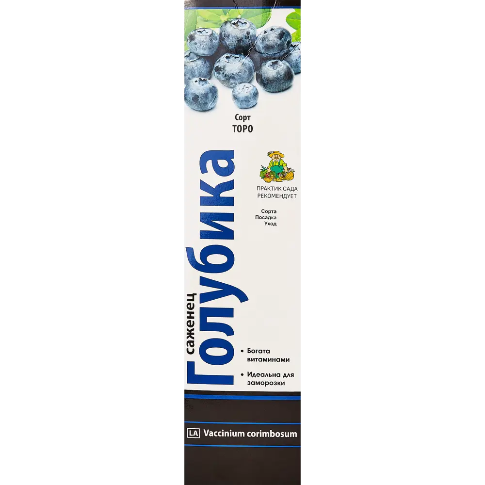 Голубика высокорослая Торо h40 см 86544032 STLM-2182930 Santreyd 