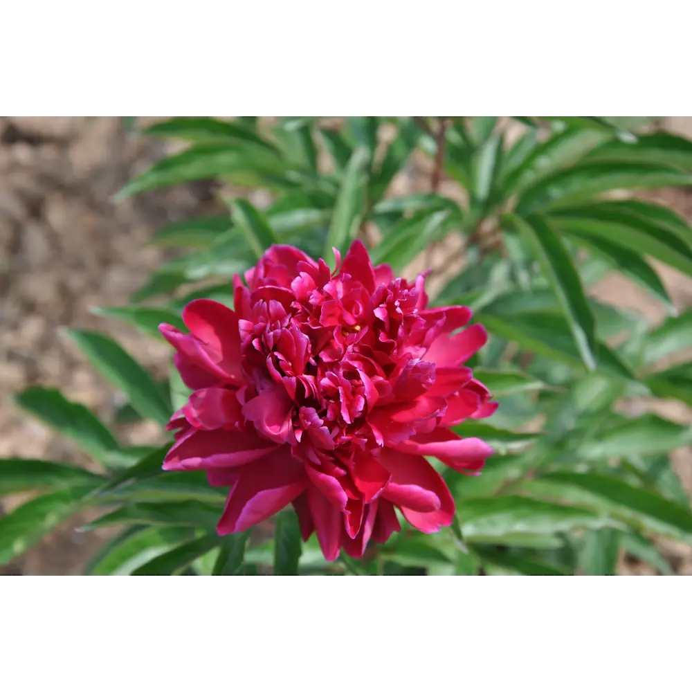 Пион травянистый Ягодная история в тубе 82539511 STLM-2159485 BLOOMING LIFE  - Вид №3
